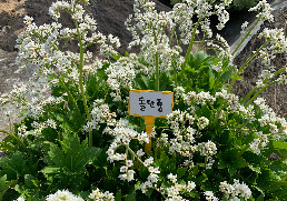 천상의 정원 수생식물학습원 알아보기