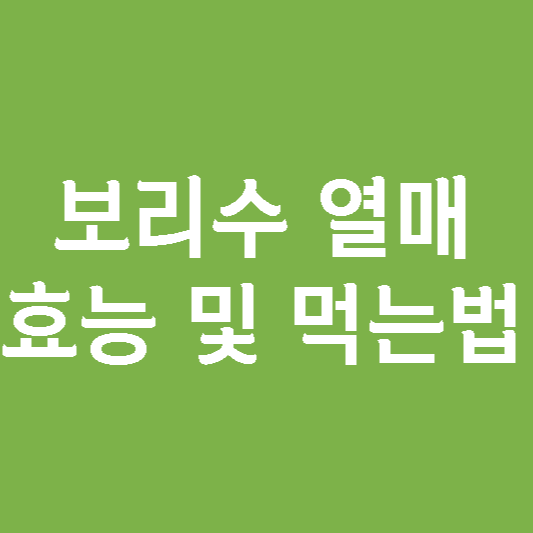  보리수열매 효능 및 먹는법
