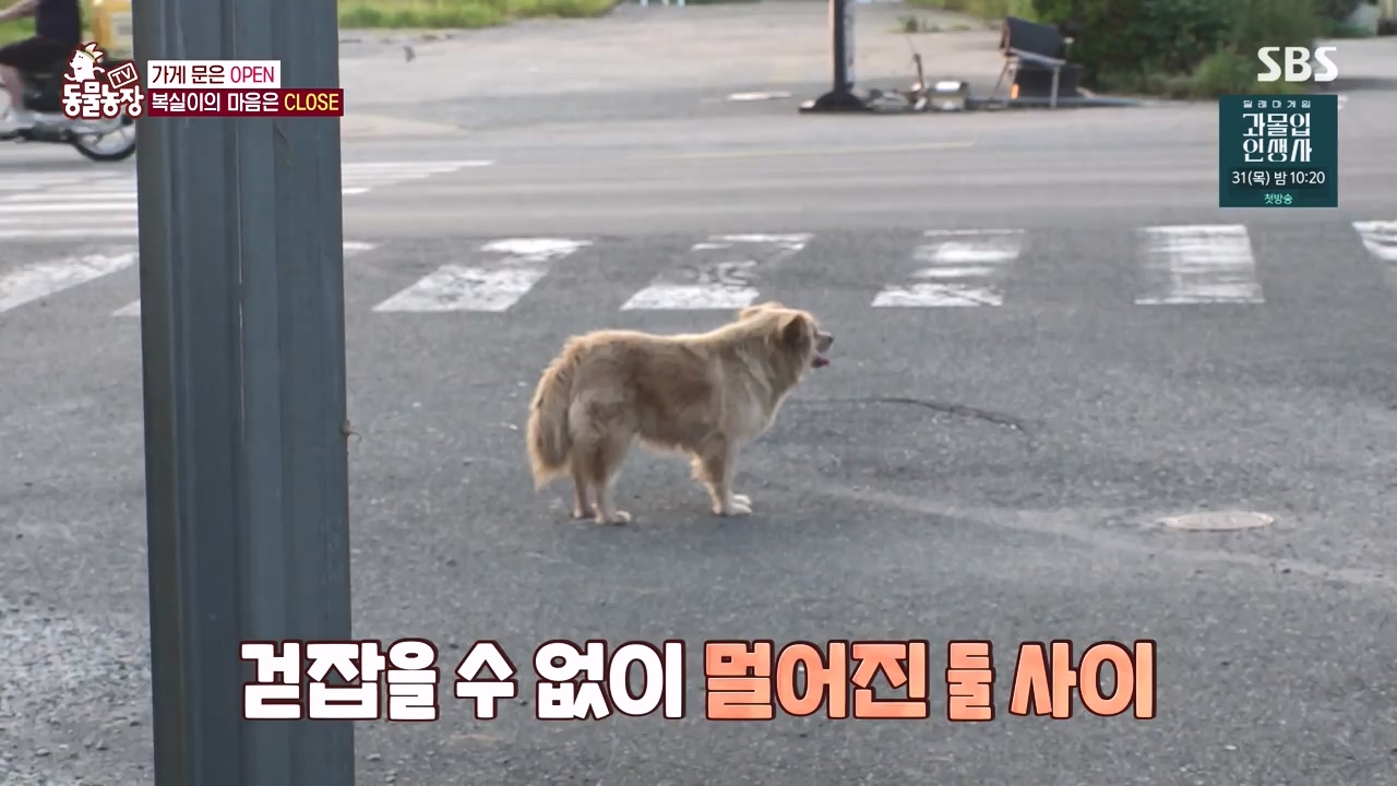 TV 동물농장.E1135.230828p-NEXT.mp4_20230827_180829.588.jpg