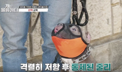 210503 개는 훌륭하다 77회 다시보기