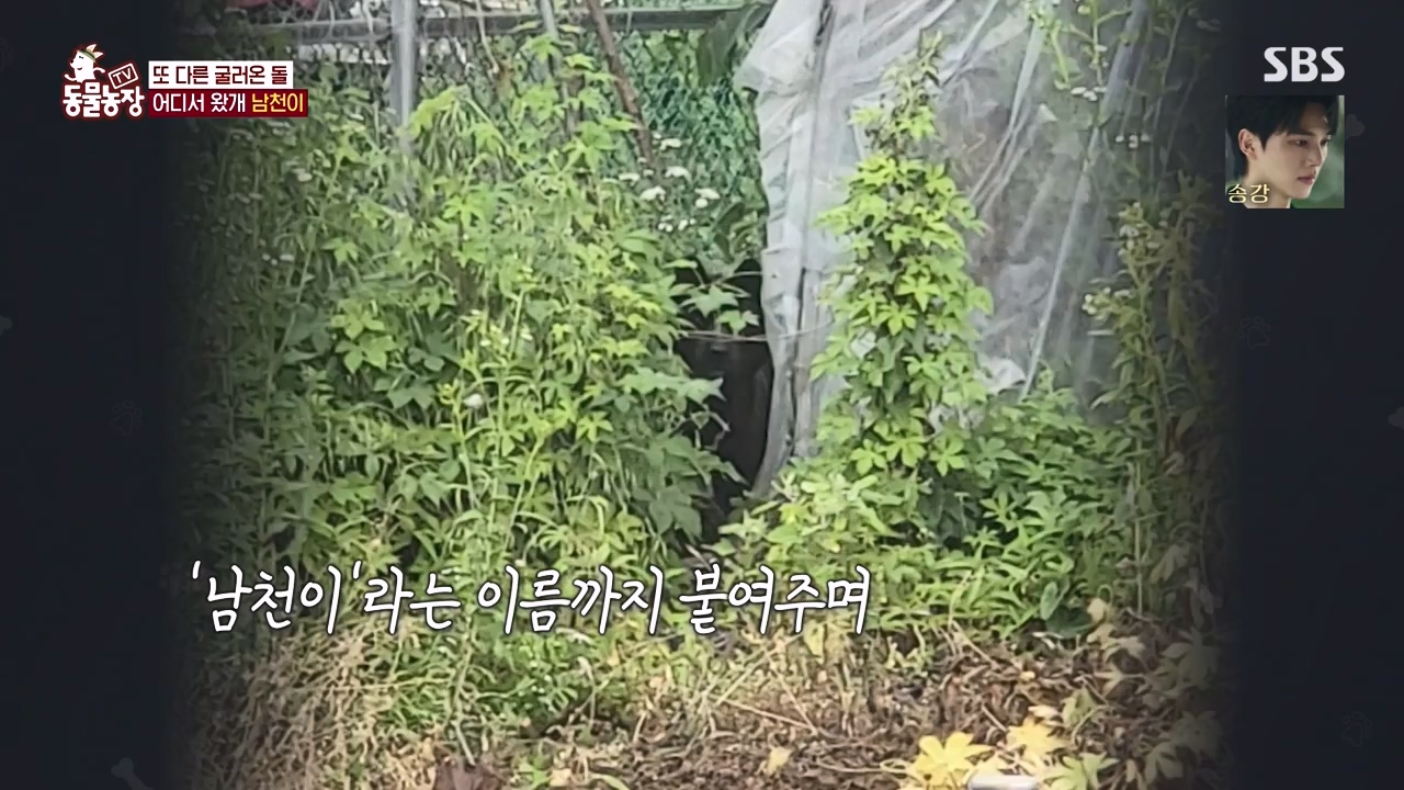 TV 동물농장.E1146.231120p-NEXT.mp4_20231119_175239.935.jpg