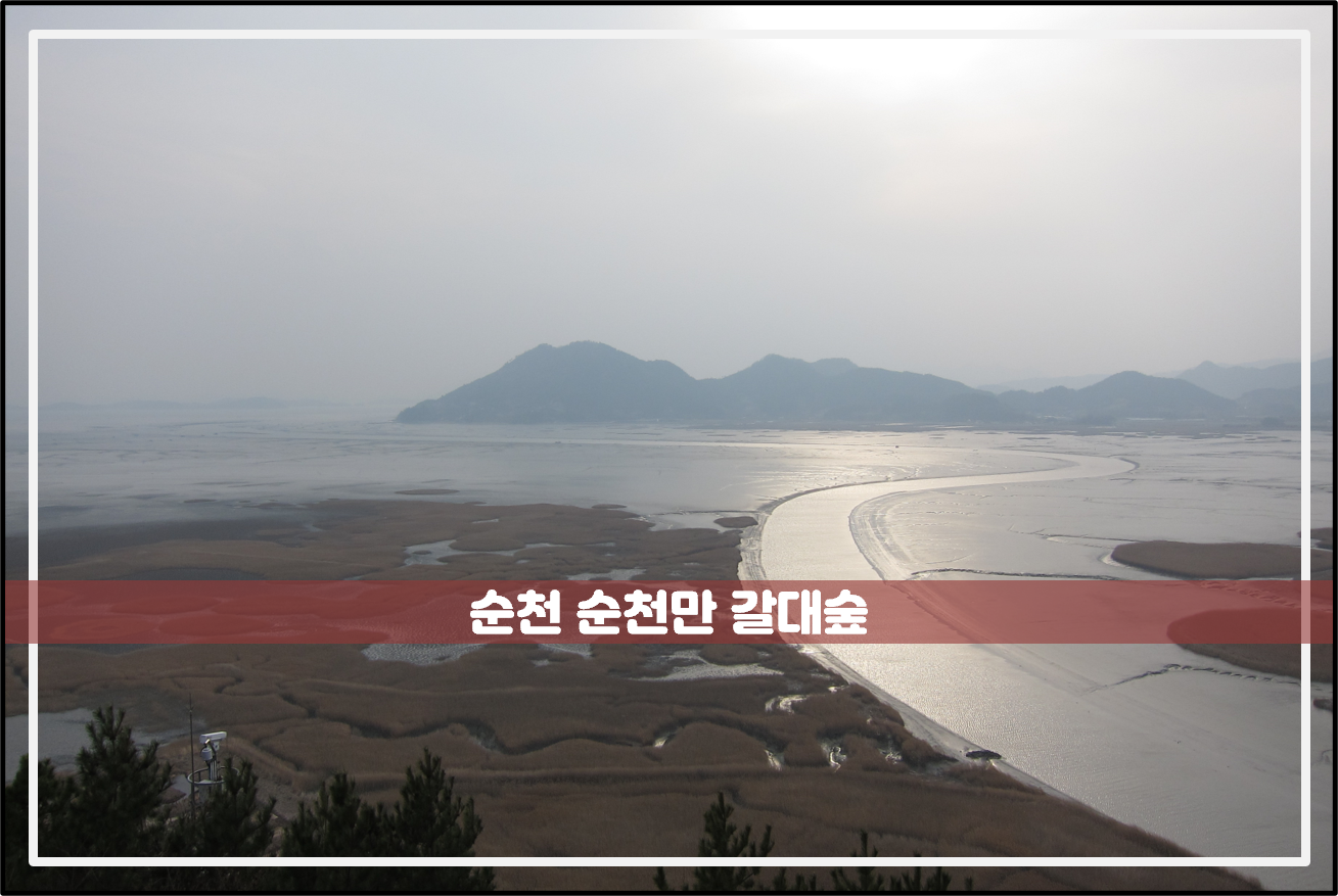 순천-가볼만한곳-관광명소-순천만-갈대숲