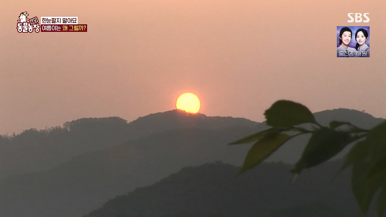 TV 동물농장.E1178.240630.ts_20240630_164653.766.jpg