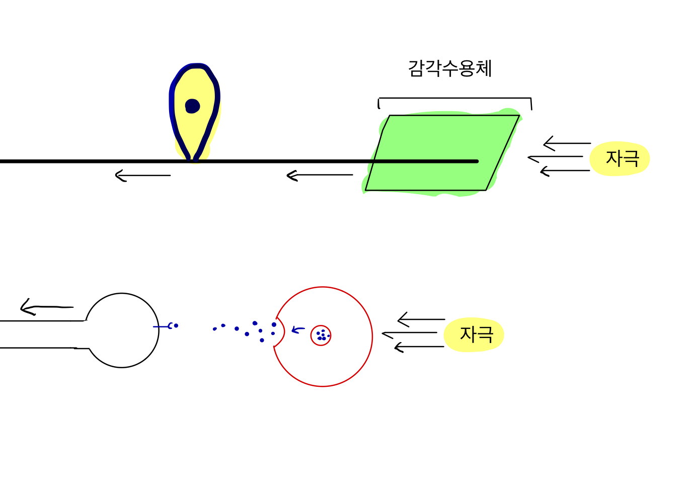  감각계 - 베버의 법칙과 수용기의 분류