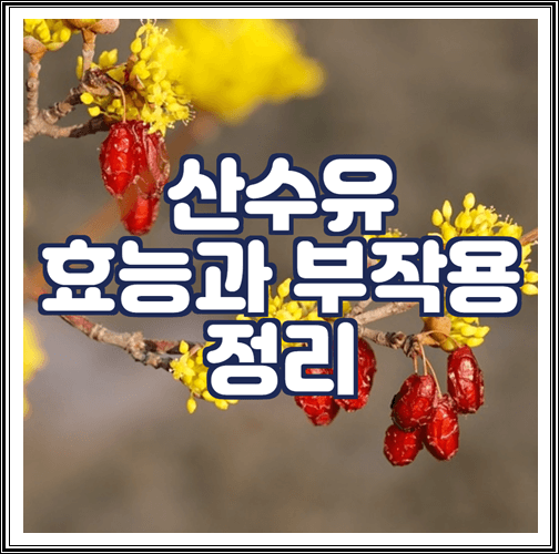  산수유 효능과 부작용, 먹는법 정리