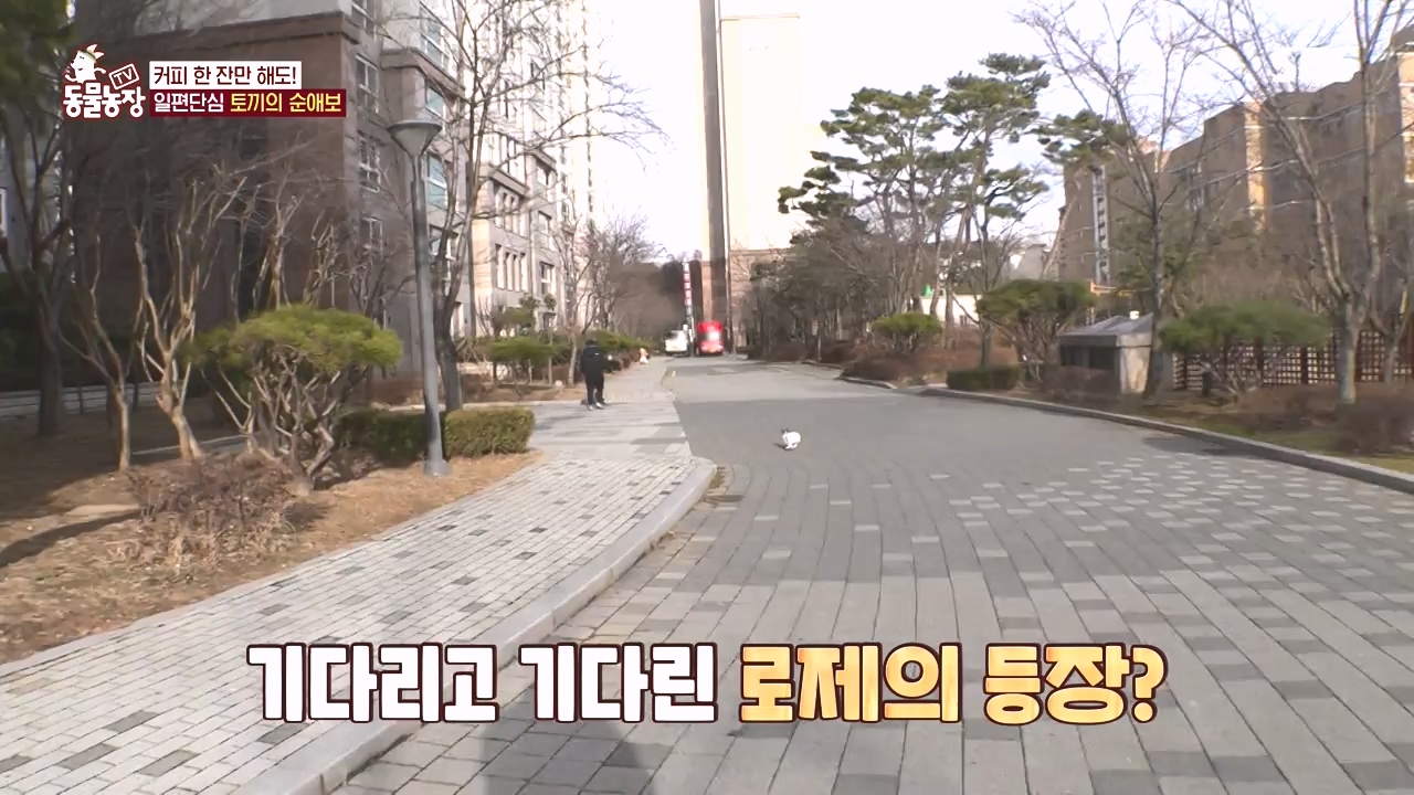 TV 동물농장.E1167.240415p-NEXT.mp4_20240414_160923.301.jpg