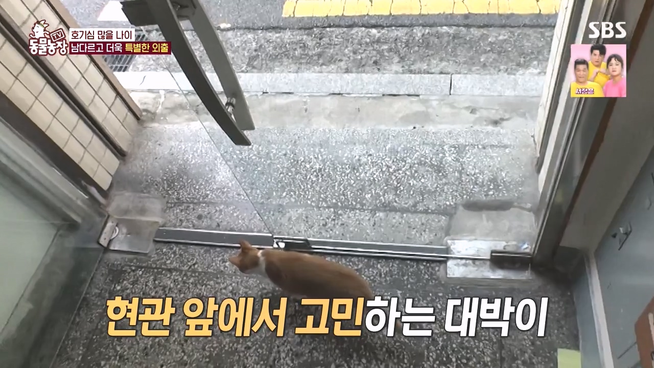 TV 동물농장.E1141.231016p-NEXT.mp4_20231015_174409.133.jpg