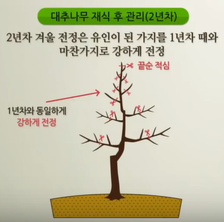 대추나무 가지치기(전지)방법과 시기,대추나무 순자르기(순치기)