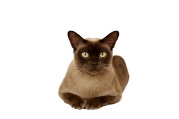  버미즈 (Burmese)