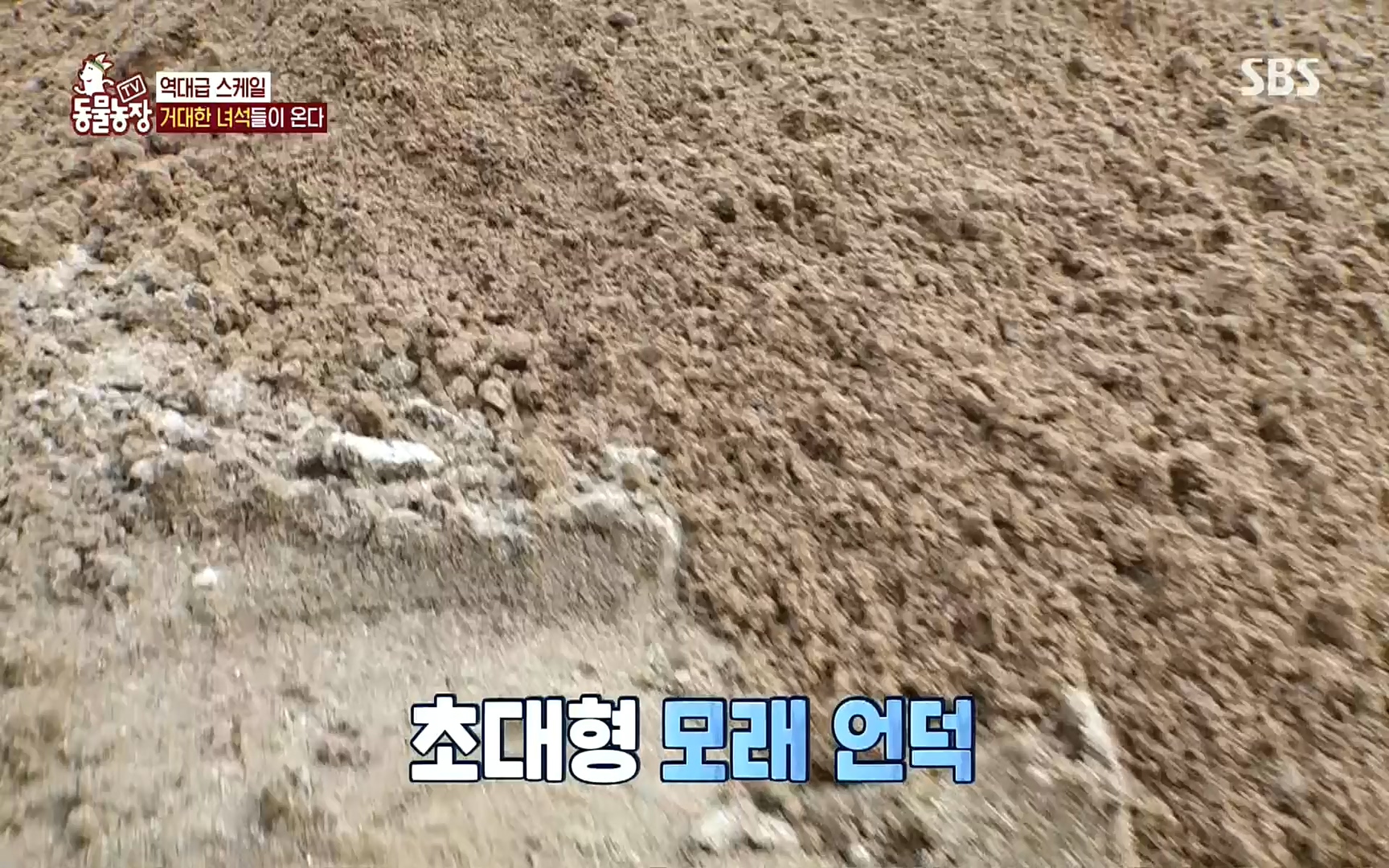 TV 동물농장.E1083.220821p.H264-F1RST.mp4_20220821_183659.515.jpg