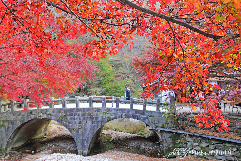 11/5 장산 단풍 절정의 정읍 내장사 20
