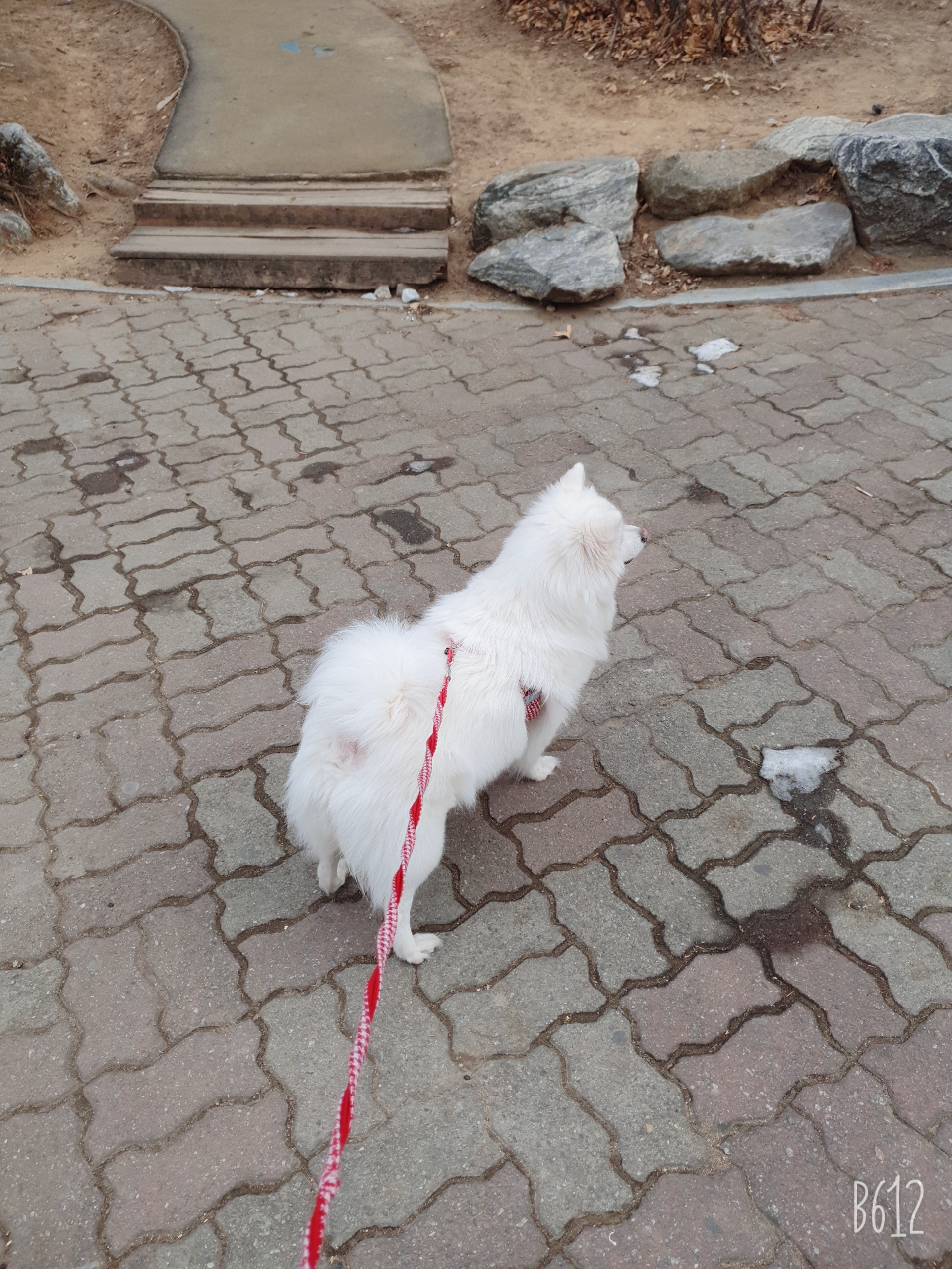 달콩이 이미지