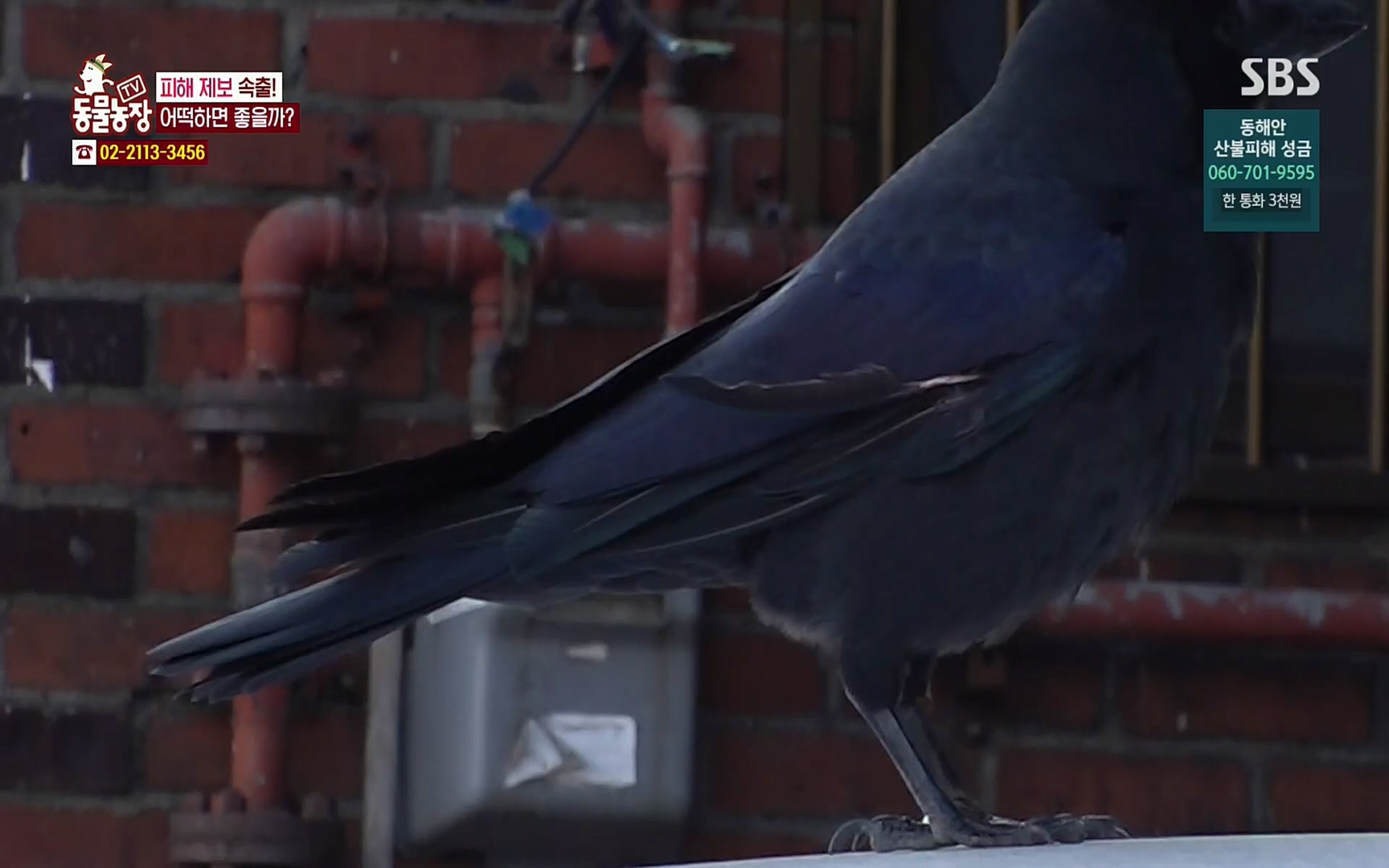 TV 동물농장.E1062.220327p.H264-F1RST.mp4_20220327_174440.185.jpg