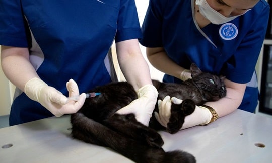수의사에게 백신 접종하는 검은색 고양이