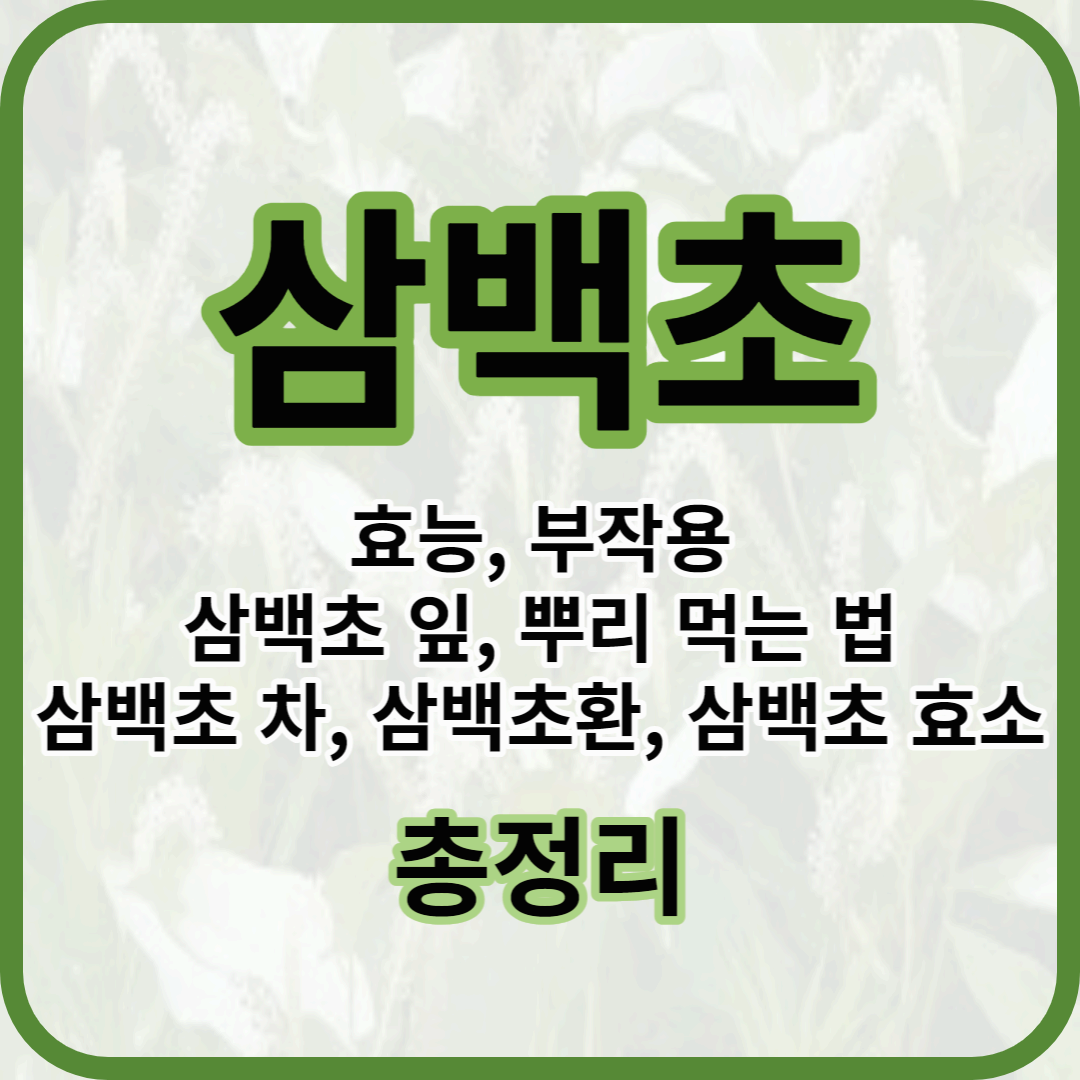 삼백초