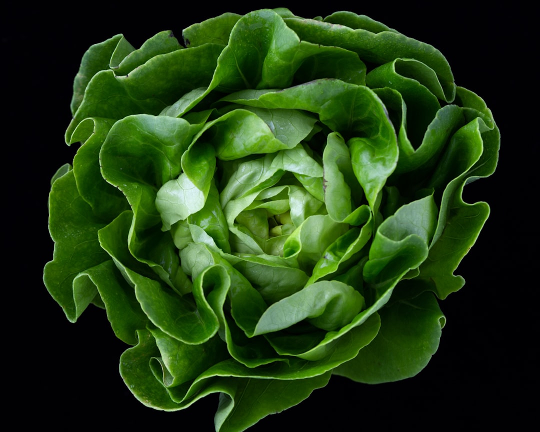 Cabbage