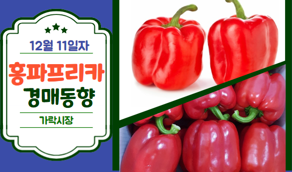  [경매사 일일보고] 12월 11일자 가락시장 홍파프리카 경매동향