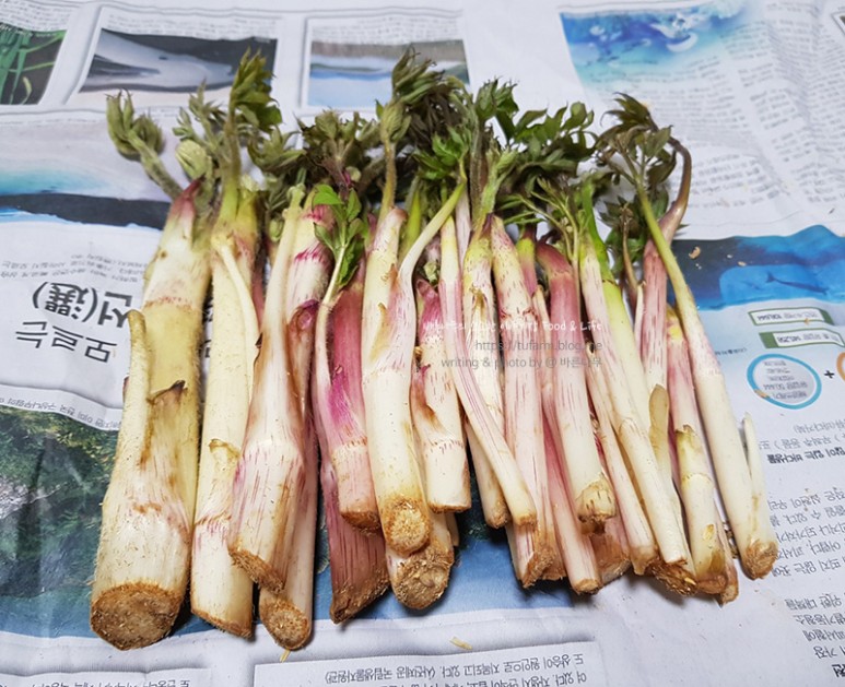 거창 대구 판매 손질 및 보관법 제철 봄나물 우도열매 - 2021년 1