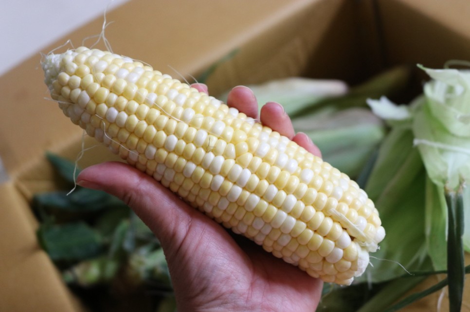 초당 옥수수 보관 냉동 냉장 2가지 방법 23