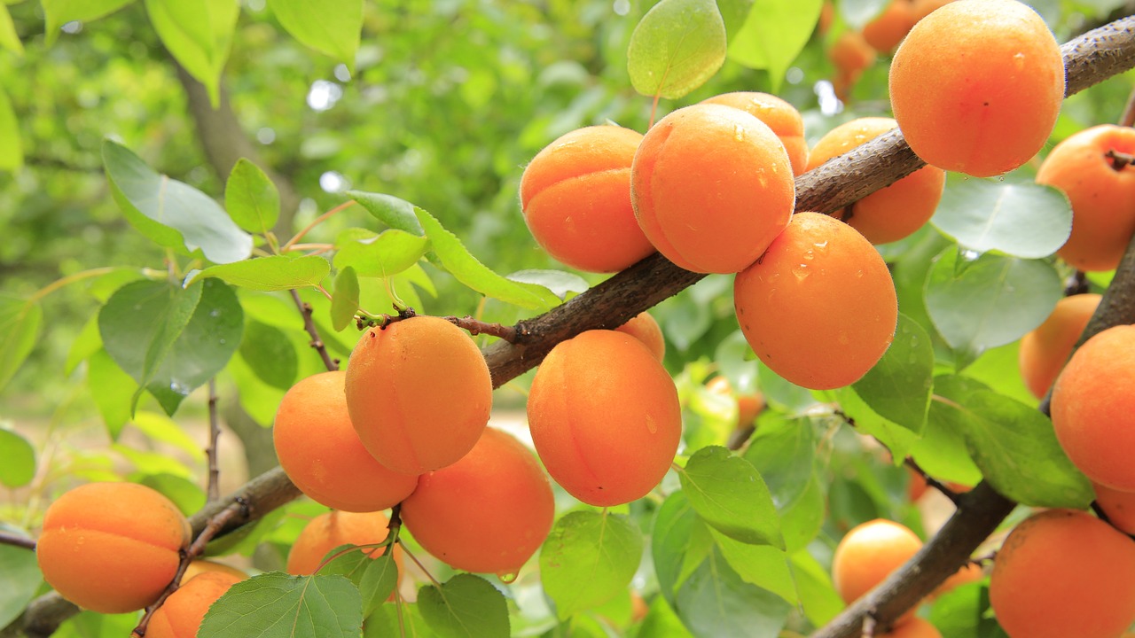 apricots-yellow-fruits-실구