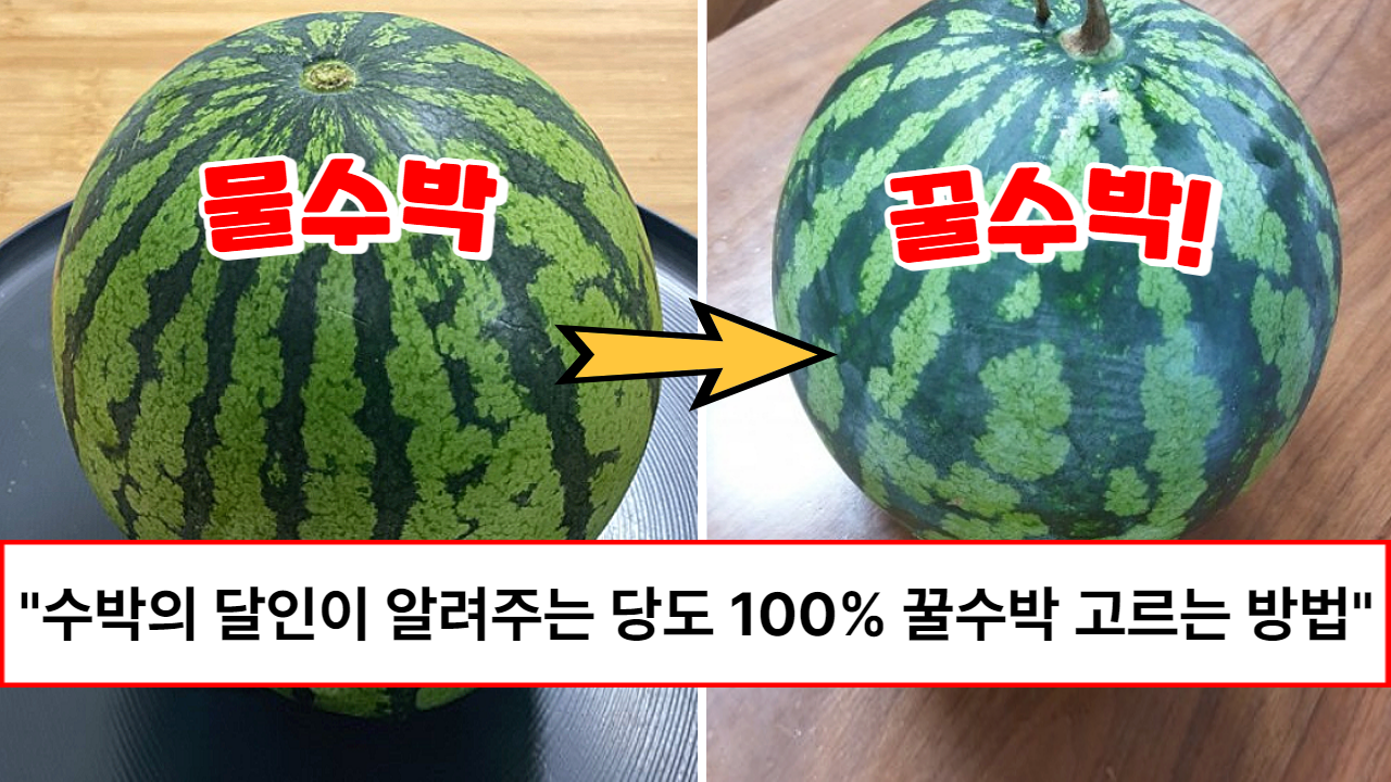 “10초만 보고 꿀수박 사세요” 50년 수박장사가 알려주는 겉만보고 꿀수박 고르는 꿀팁 총정리