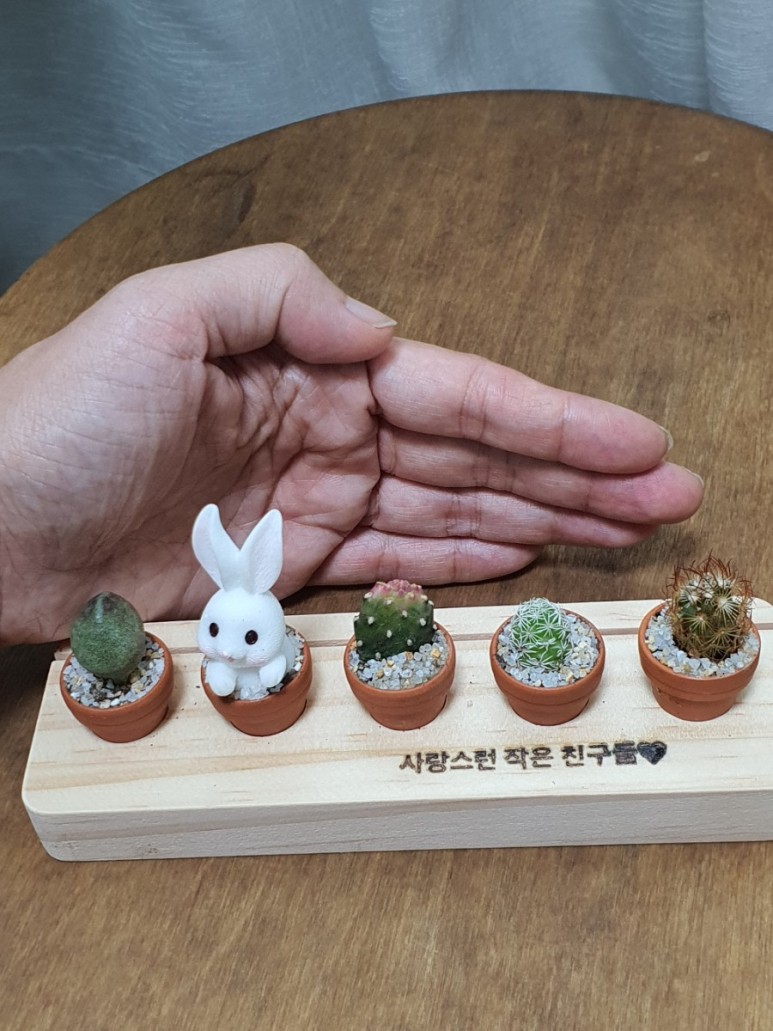 다육이 사이트 반려식물 초미니 6