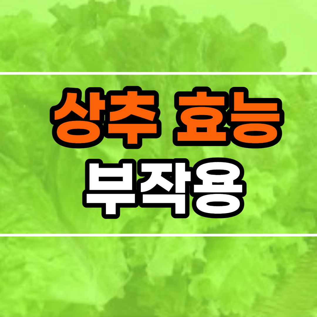 상추 효능 10가지 및 부작용