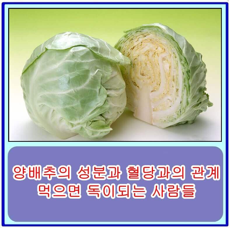 양배추의 성분과 혈당과의 관계&#44; 먹으면 독이되는 사람들