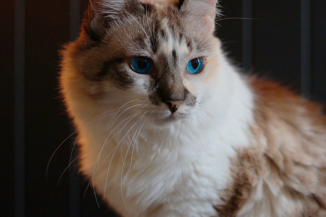 Feline