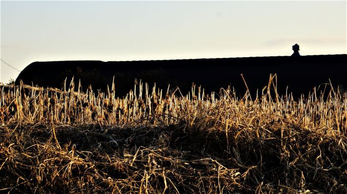 검은 천막으로 둘러친 농원 앞 풀밭&#44; 역광&#44; 푸른하늘&#44;