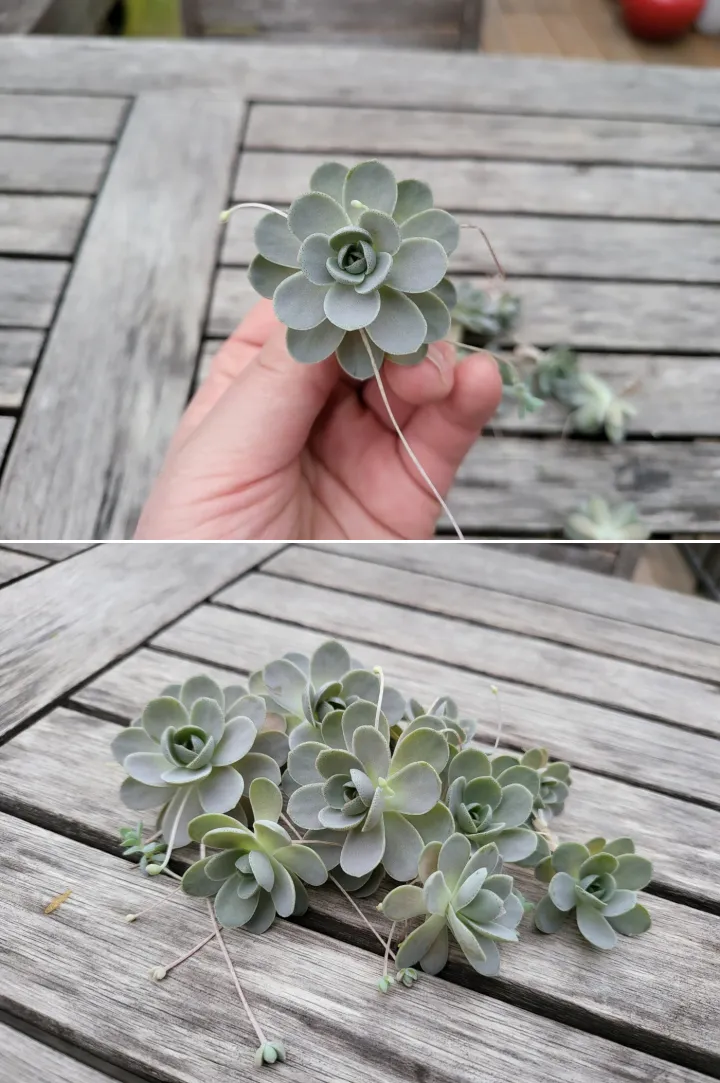 연화바위붓삽수