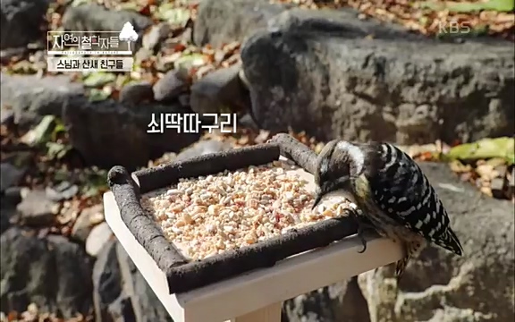 [3회] 자연의 철학자들 - KBS새처럼 살고 싶어라] 자연이라는 위대한 법당에서 숲의 울림, 새들의 소리를 들으며 깨달음을 얻은 도연 스님.ts_20220320_152011.956.jpg