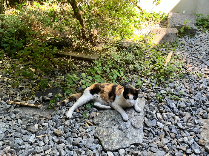 길냥이