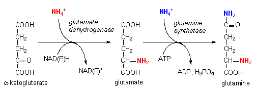 &alpha;-Ketoglutarate-Glutamate-Glutamine-전환과정