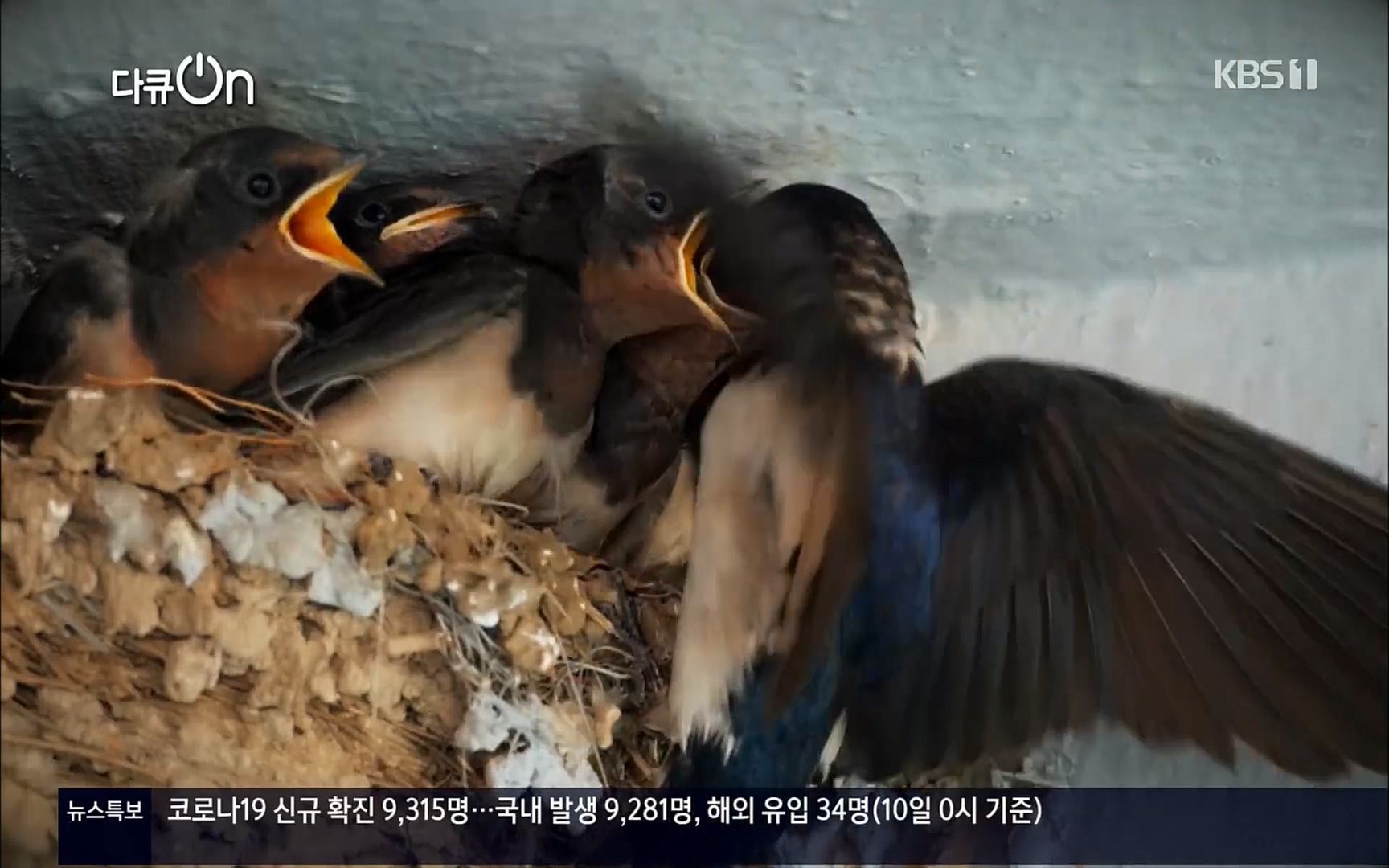 다큐 On.E143.220610p.H264-F1RST.mp4_20220613_200541.620.jpg