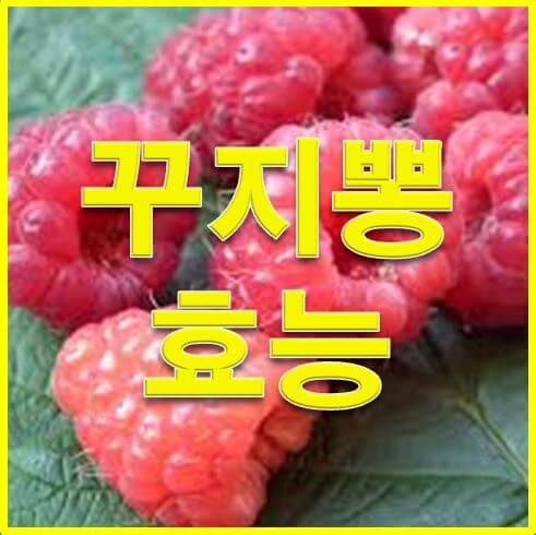  꾸지뽕 효능 및 먹는법 자세히 알아보아요^^