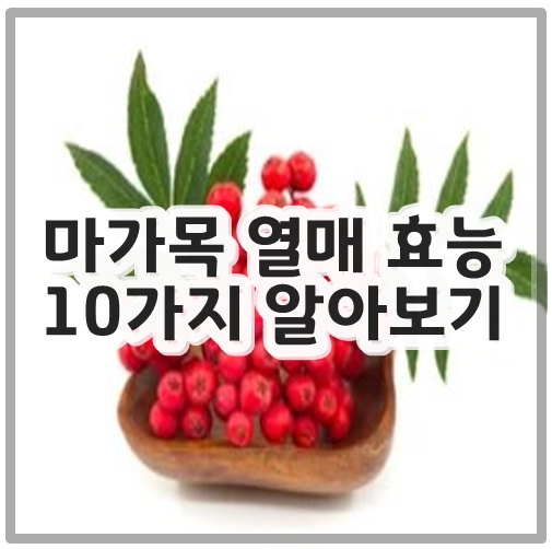 마가목 열매 효능 10가지 알아보기