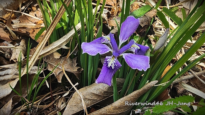 각시붓꽃 Iris rossii