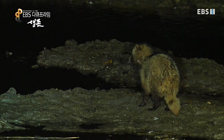 EBS 다큐프라임_ 220628.avi_20220629_210215.823.jpg