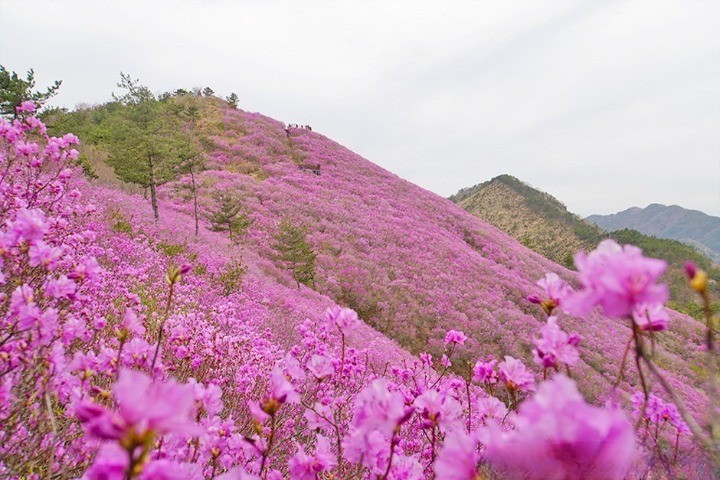 천주산 진달래 2