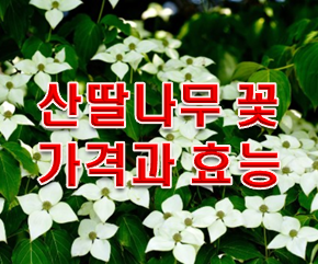  산딸나무꽃 가격 열매효능 3가지!!!