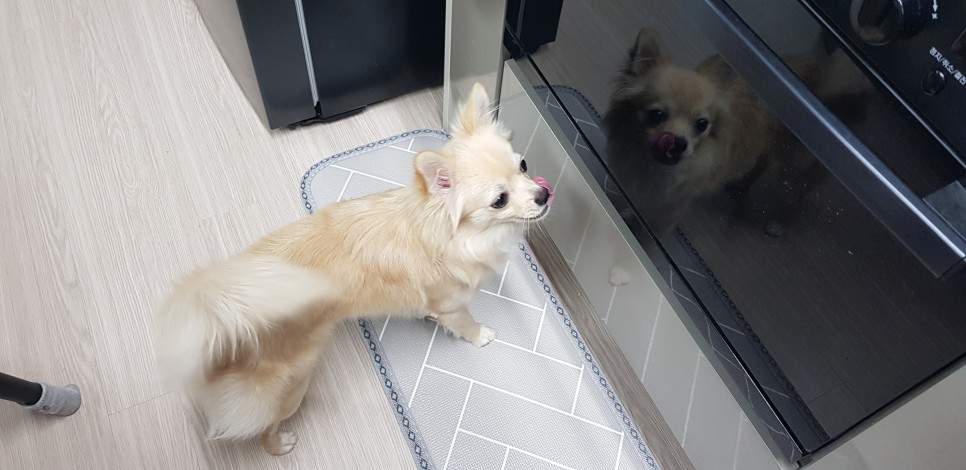 [강아지간식]허닭x핏펫몰 꼬꼬가슴살 맛있는 냄새로 16