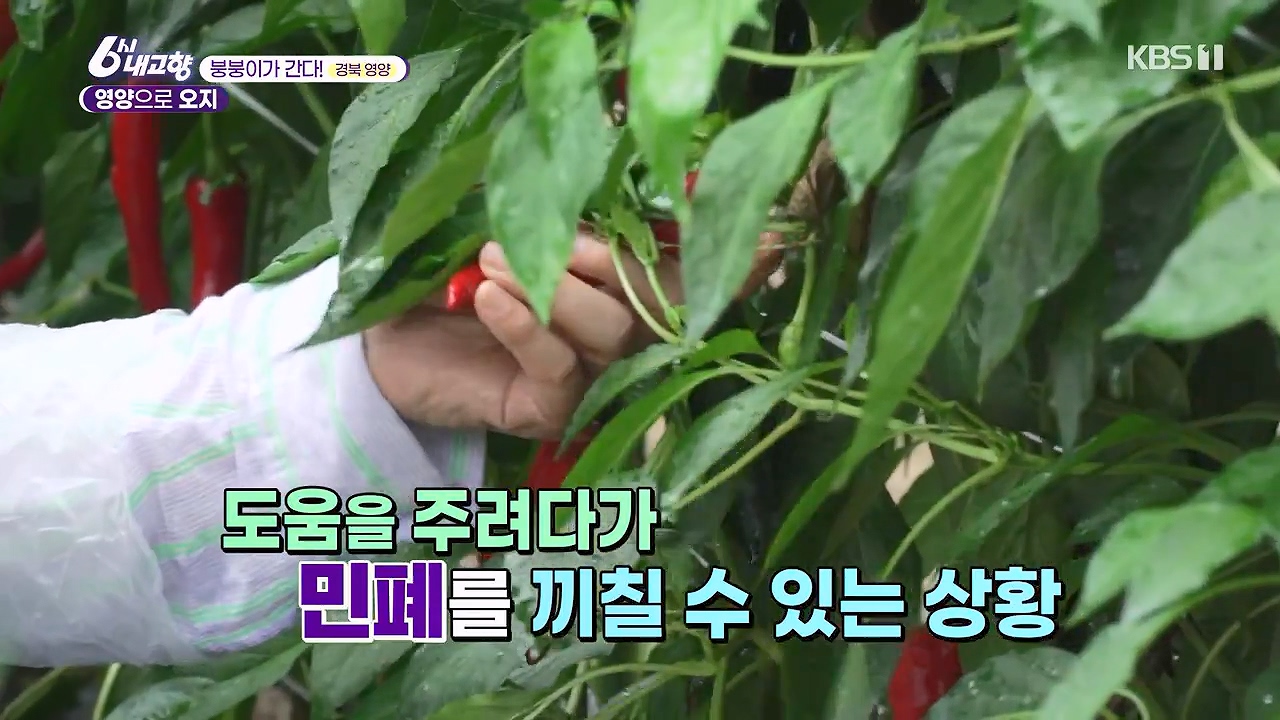 6시 내고향.E7878.230912p-NEXT.mp4_20230918_204010.907.jpg