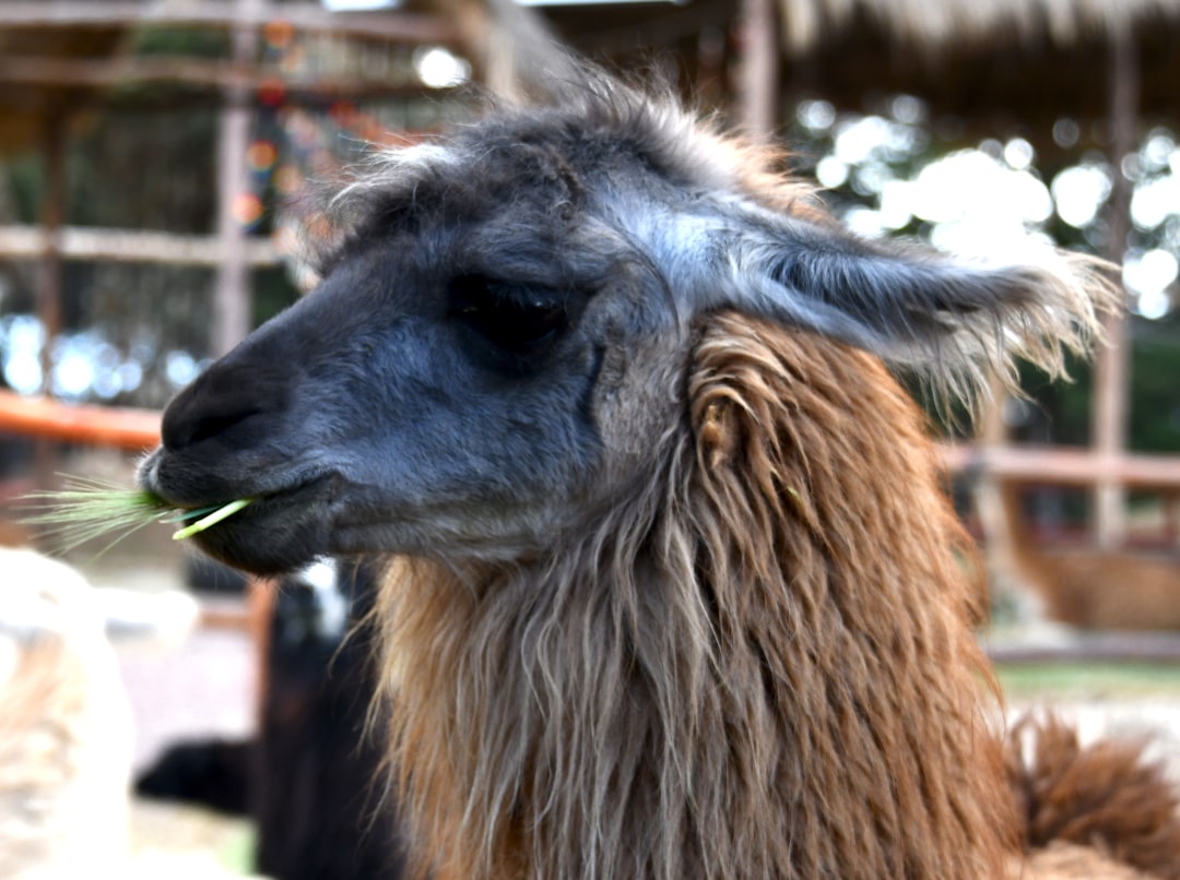 Llama