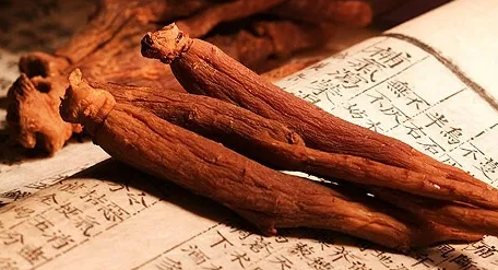뿌리 이미지