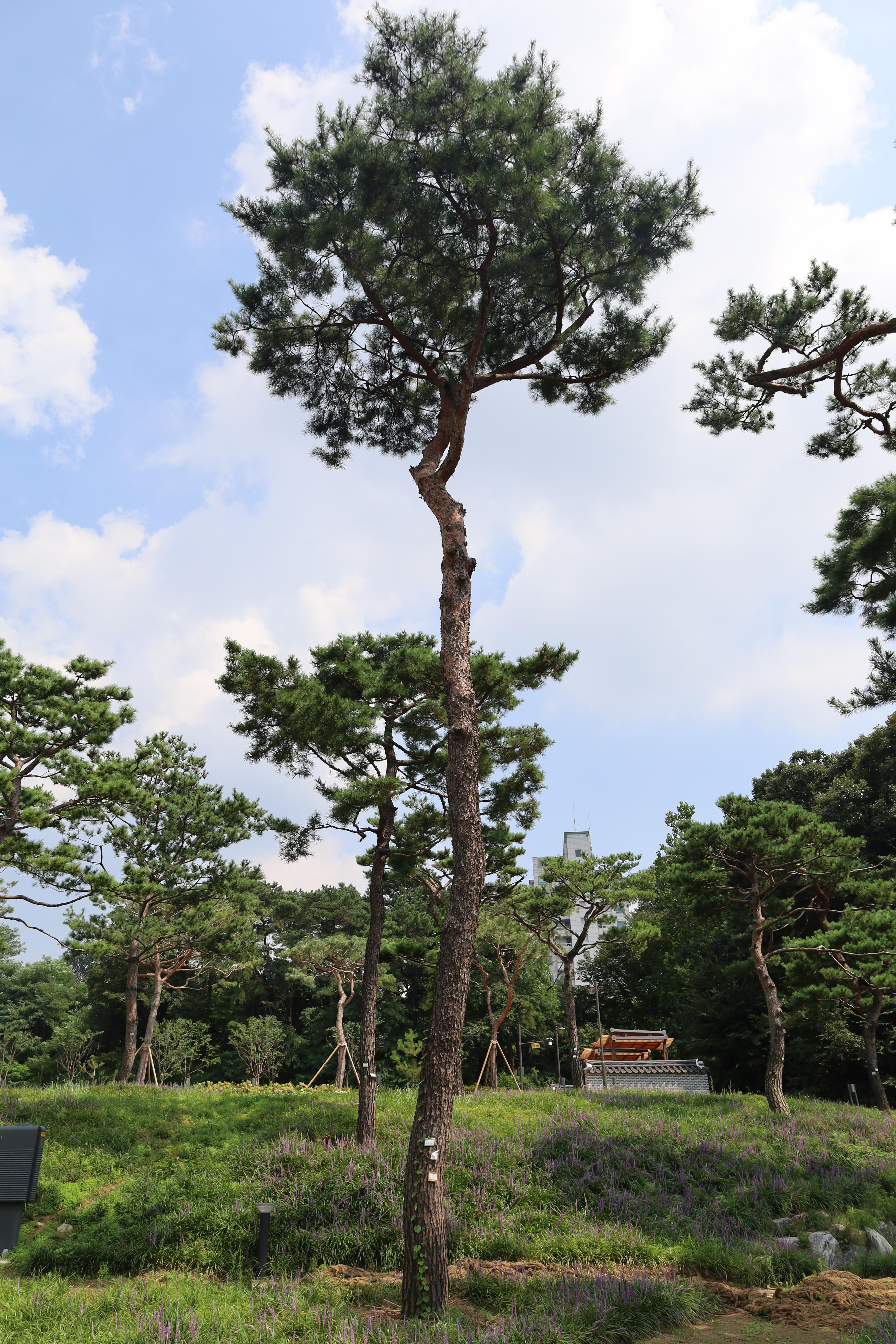  수원 노송지대 노송들과 맥문동