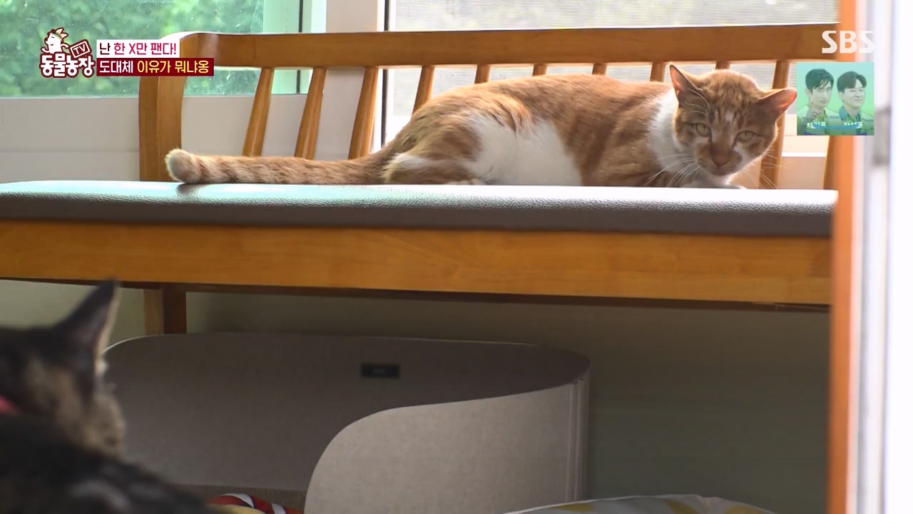 TV 동물농장.E1143.231030p-NEXT.mp4_20231029_164052.839.jpg