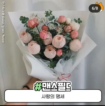 예쁜 꽃말 추천 모음 이해할수록 매력적인 꽃들의 꽃말 안내 모음_11
