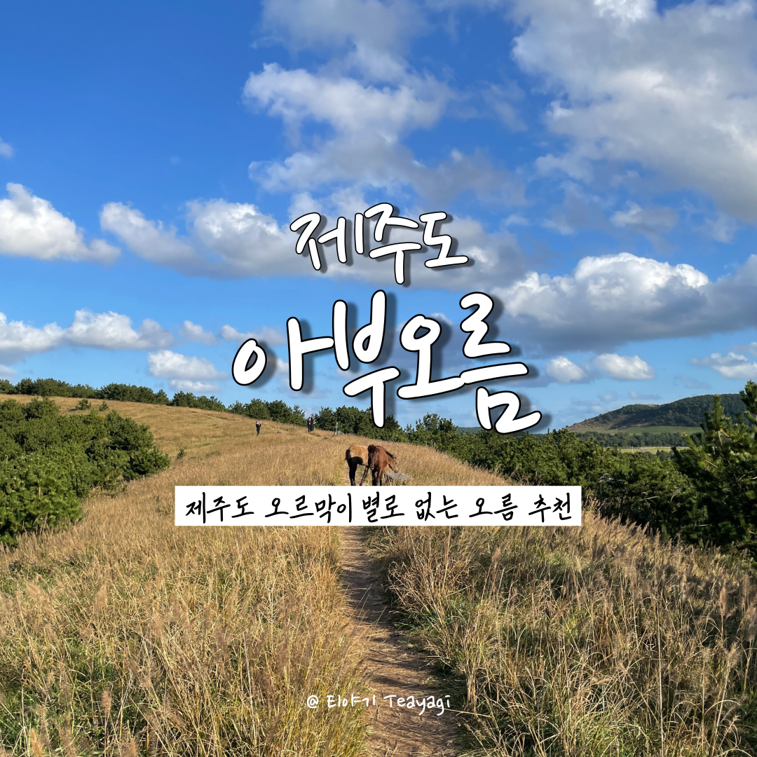  제주 Jeju | 커플 스냅사진 찍기 좋은 걷기 좋은 오름 추천, 아부오름 (feat. 웨딩 스냅사진 명소)