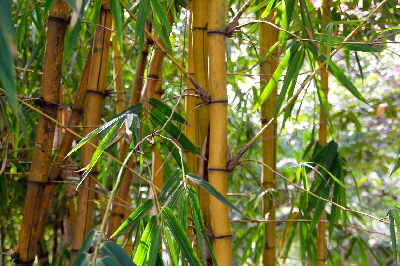 대나무 숲에 있는 대나무와 대나무 잎&#44; 대나무 껍질 사진 - 소양인(少陽人)에게 맞는 음식